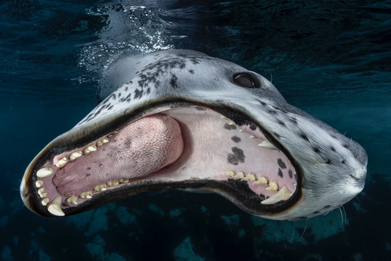 2026 Underwater Photographer Of The Year (10)