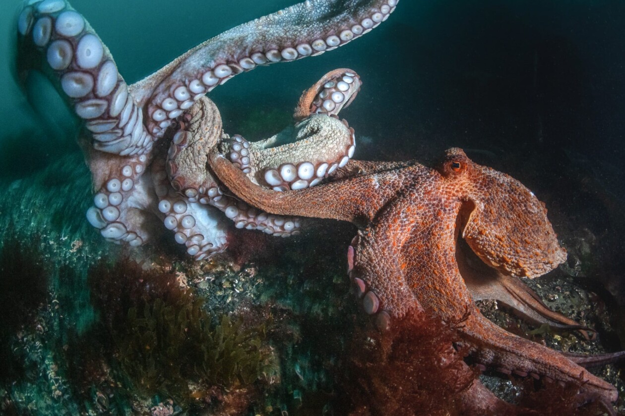 2026 Underwater Photographer Of The Year (2)
