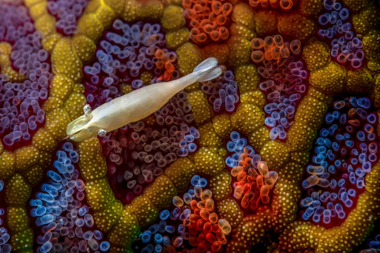 2026 Underwater Photographer Of The Year (5)