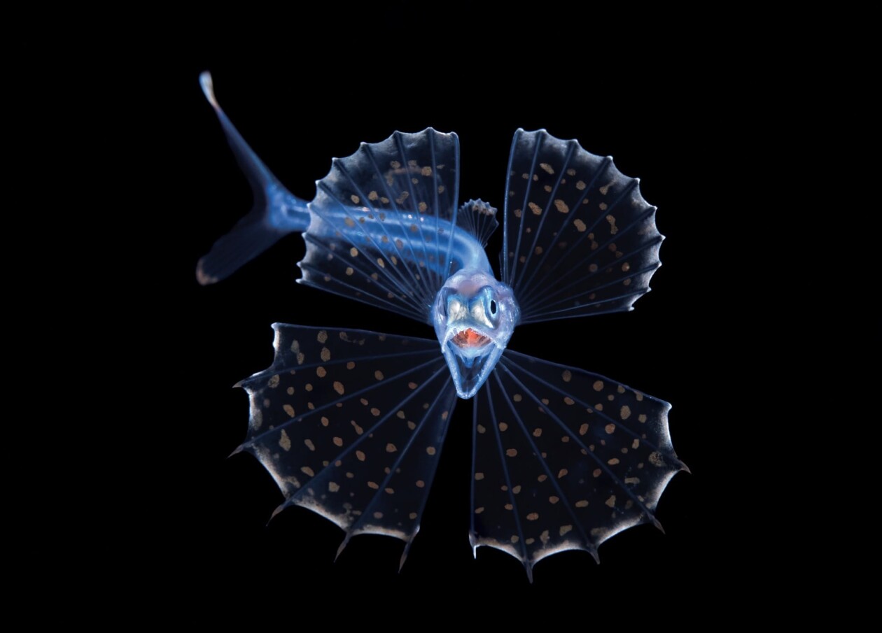 2026 Underwater Photographer Of The Year (6)