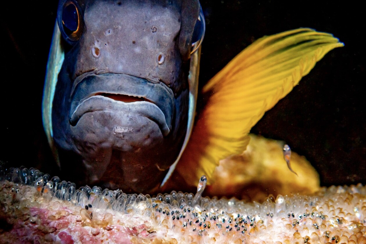 2026 Underwater Photographer Of The Year (8)