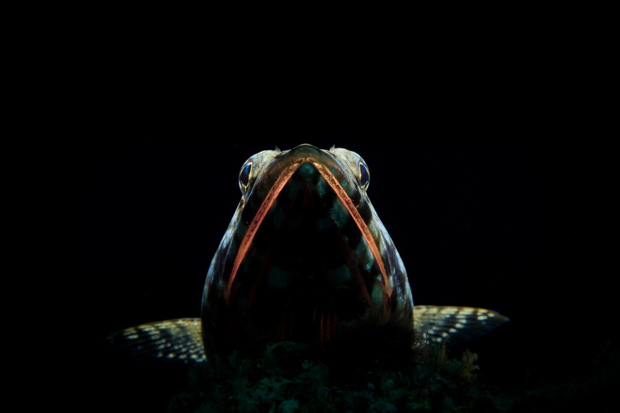 2026 Underwater Photographer Of The Year (9)