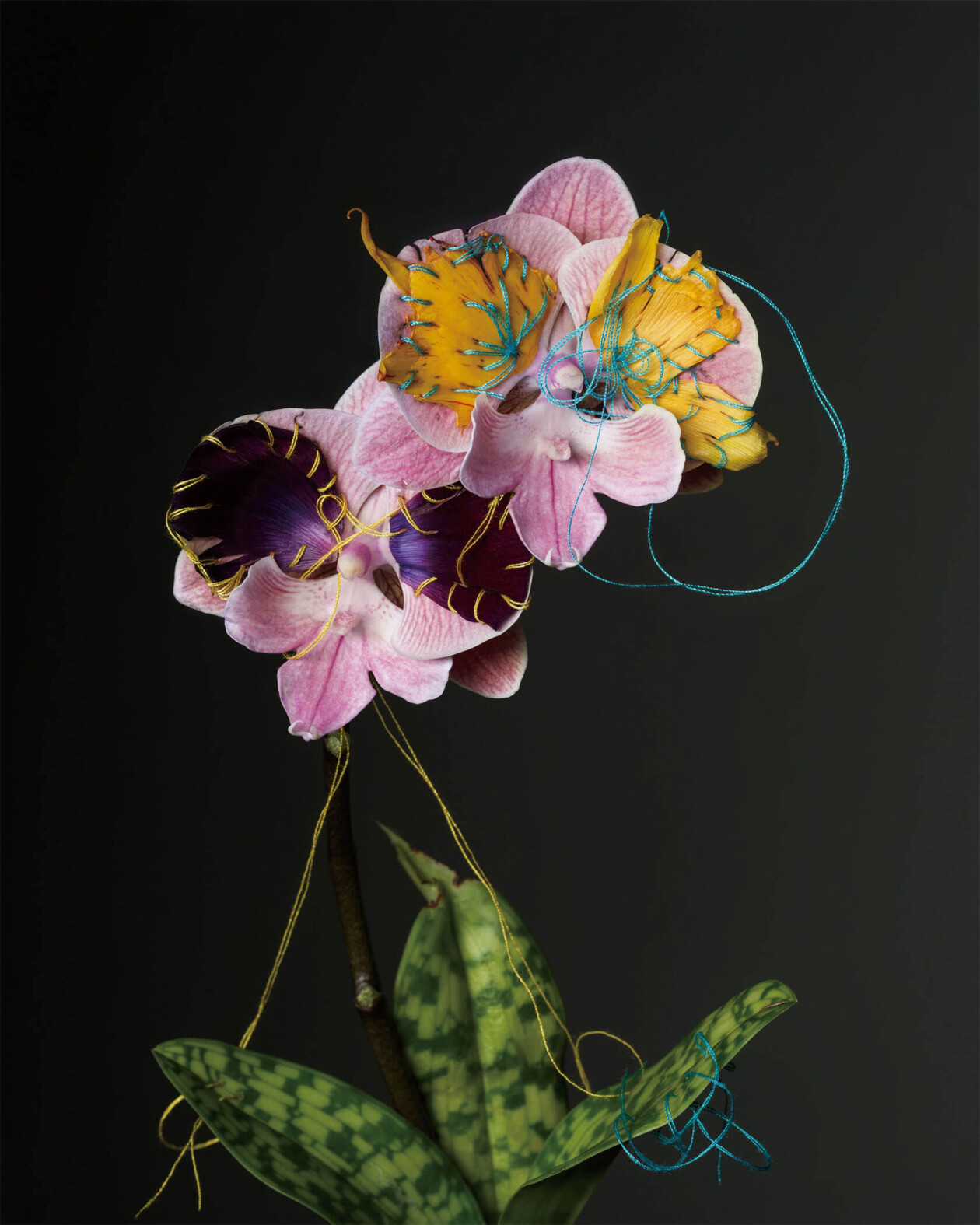 Adagio Floral Series By Cheuk Lun Lo And Vanessa Lyu (11)