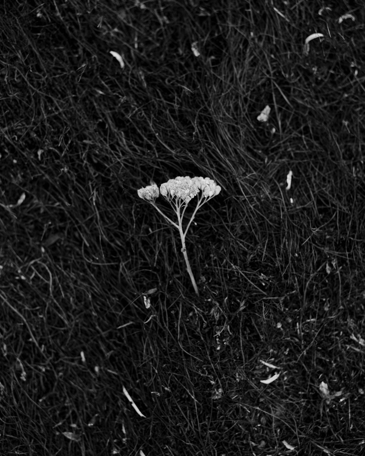 Ian Bates The Weight Of Ash Photography Series (10)