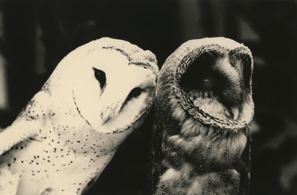 Masao Yamamoto's Owls Gelatin Silver Prints (1)