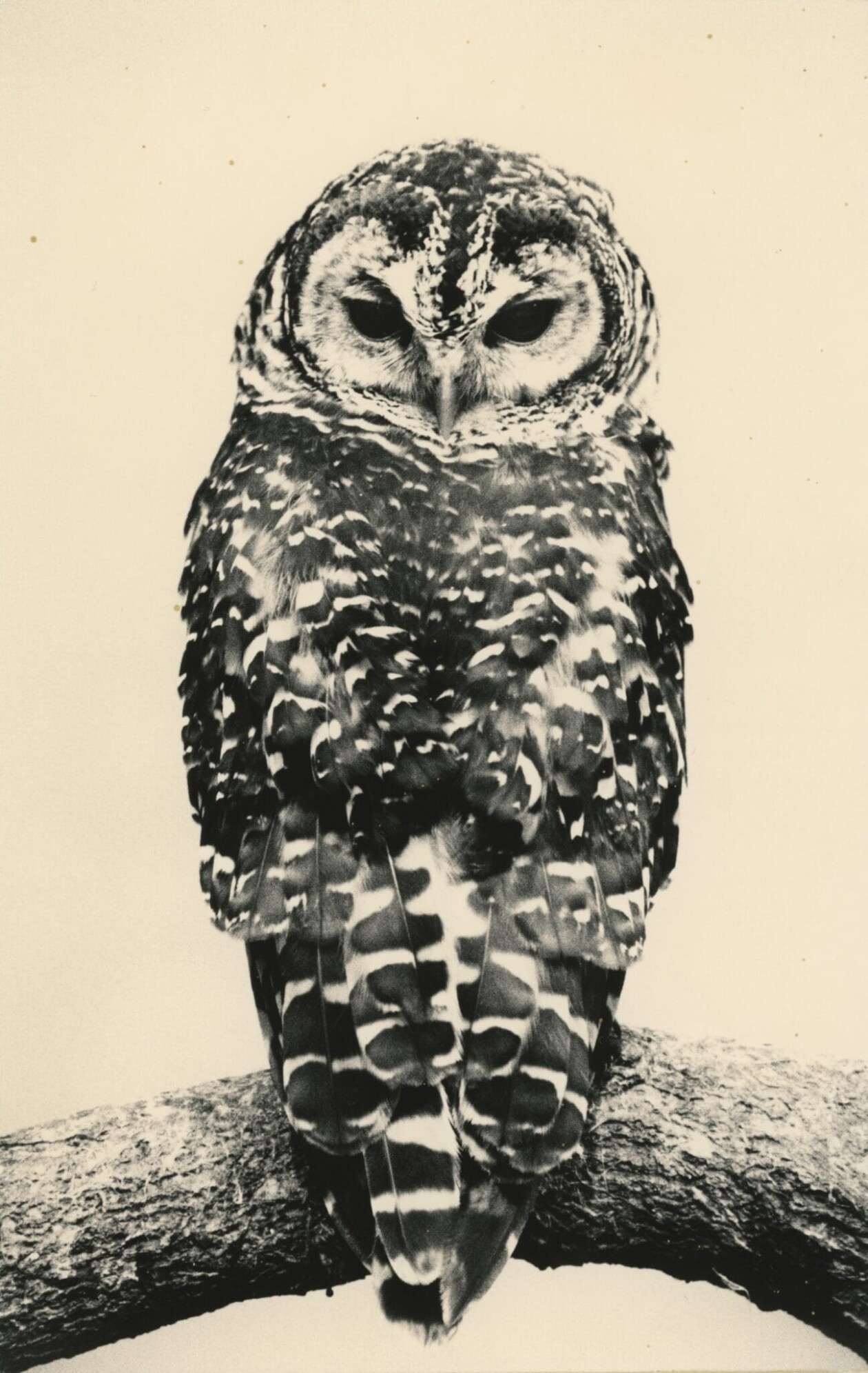 Masao Yamamoto's Owls Gelatin Silver Prints (2)
