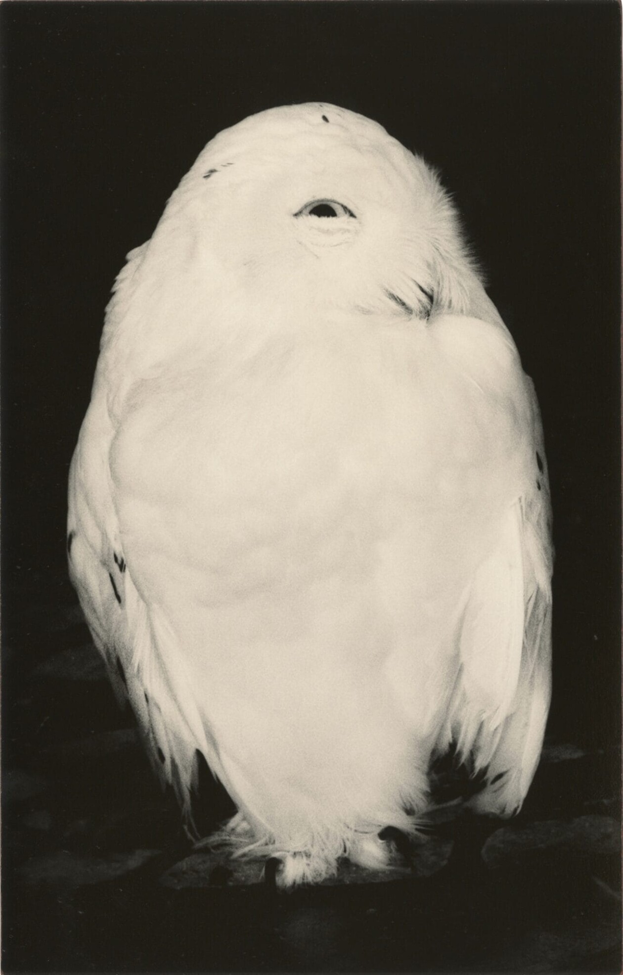 Masao Yamamoto's Owls Gelatin Silver Prints (3)