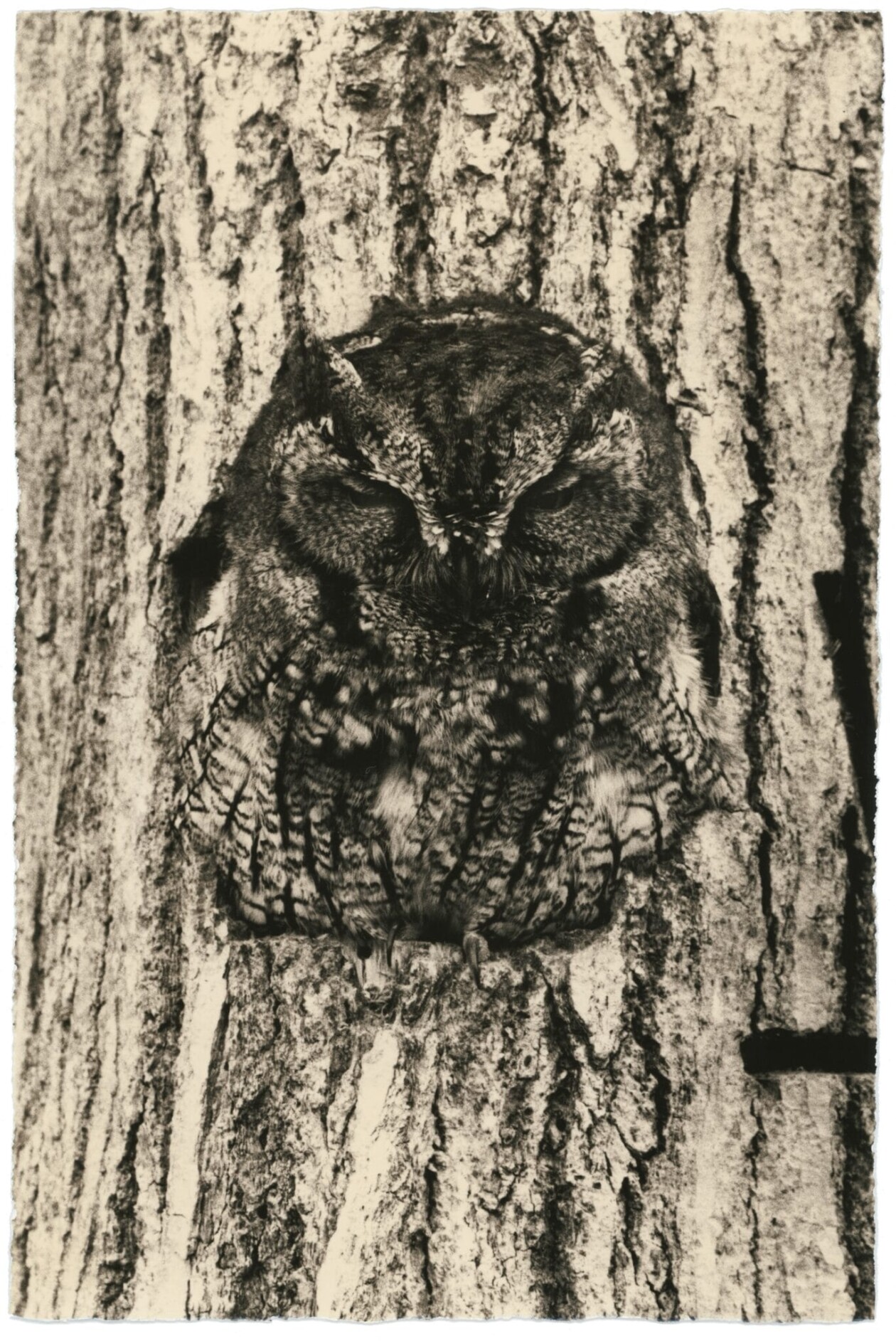 Masao Yamamoto's Owls Gelatin Silver Prints (4)