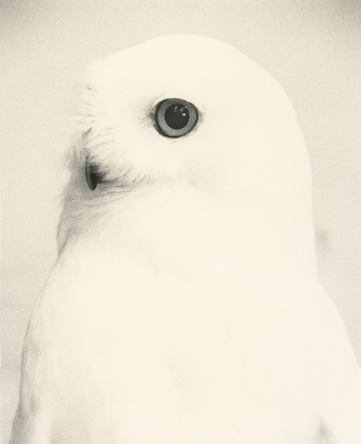 Masao Yamamoto's Owls Gelatin Silver Prints (5)