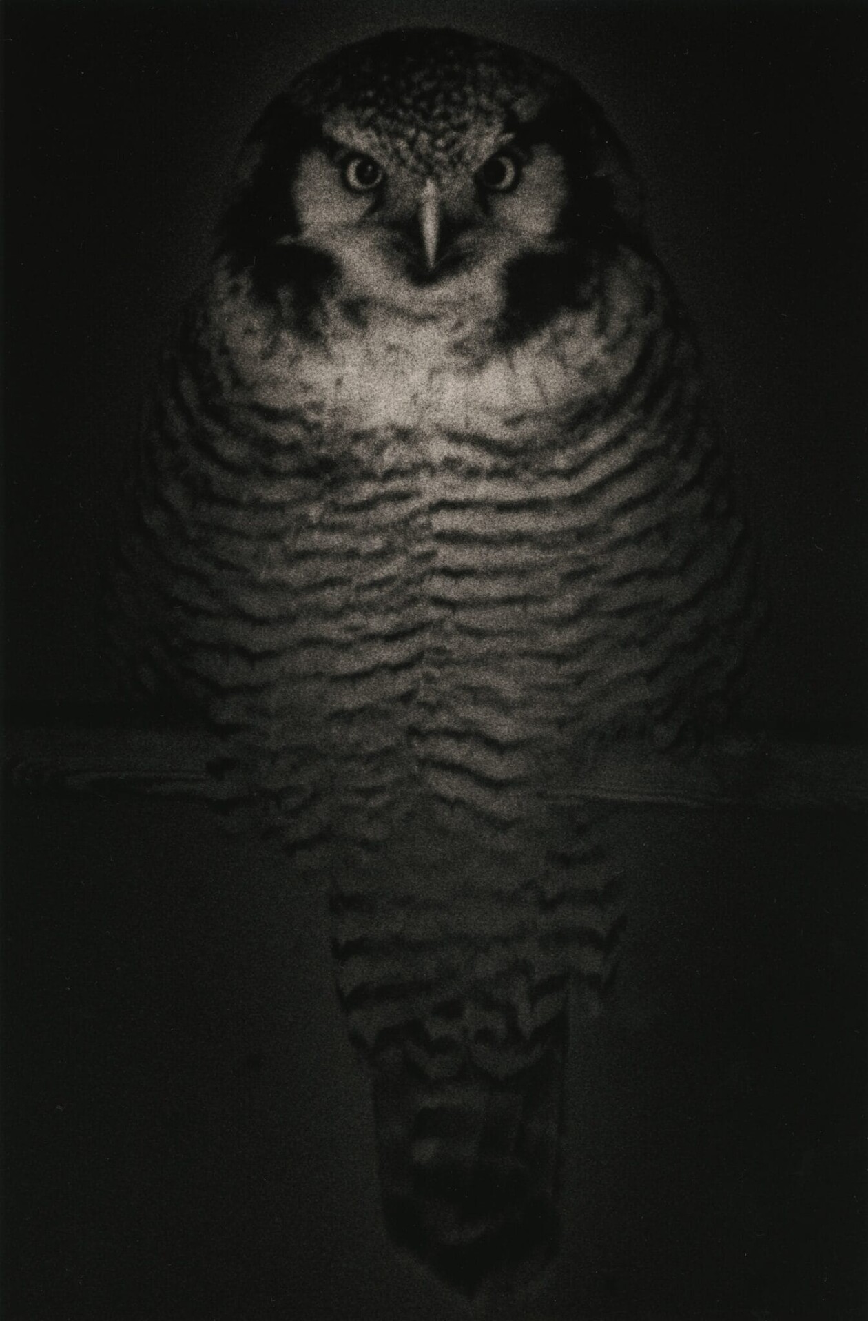 Masao Yamamoto's Owls Gelatin Silver Prints (6)