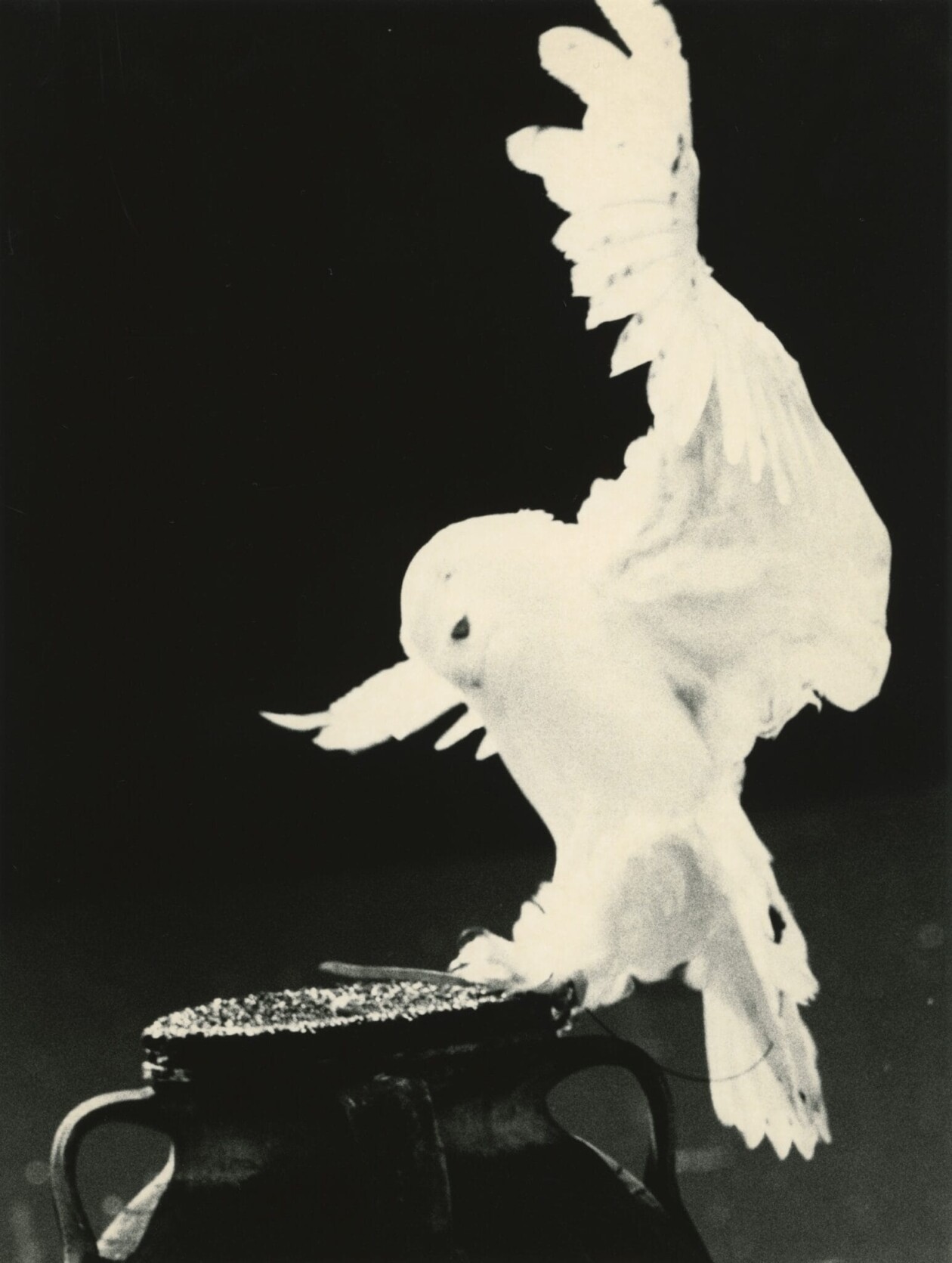 Masao Yamamoto's Owls Gelatin Silver Prints (7)