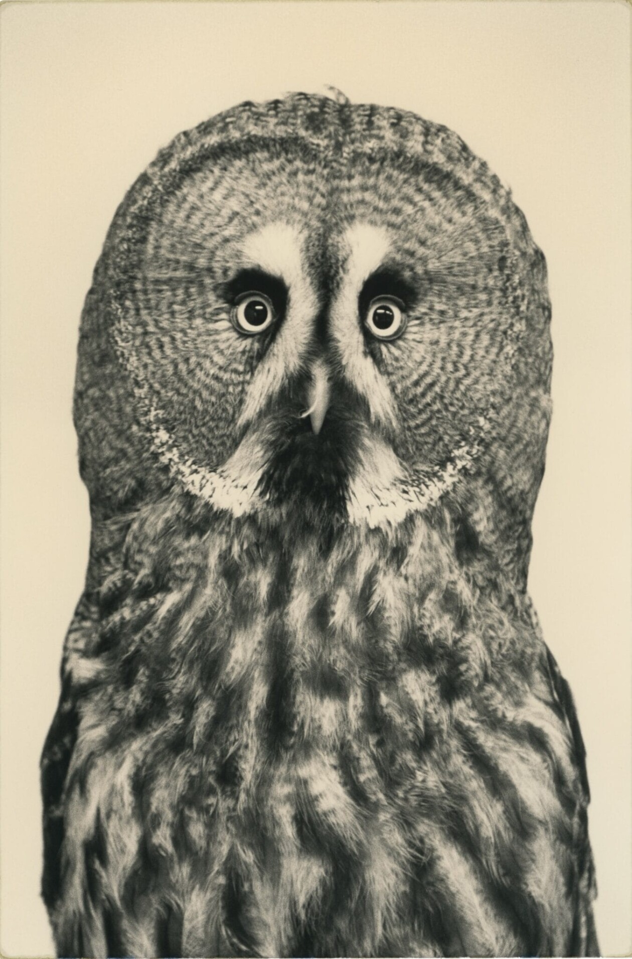Masao Yamamoto's Owls Gelatin Silver Prints (8)