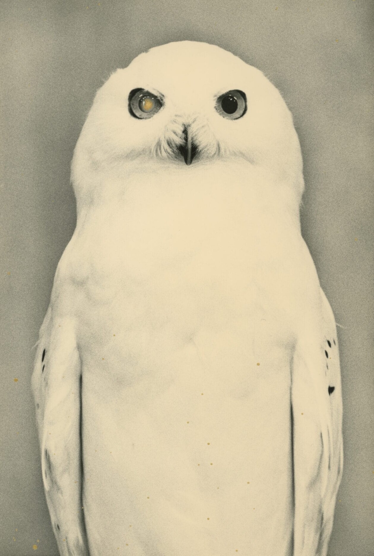Masao Yamamoto's Owls Gelatin Silver Prints (9)