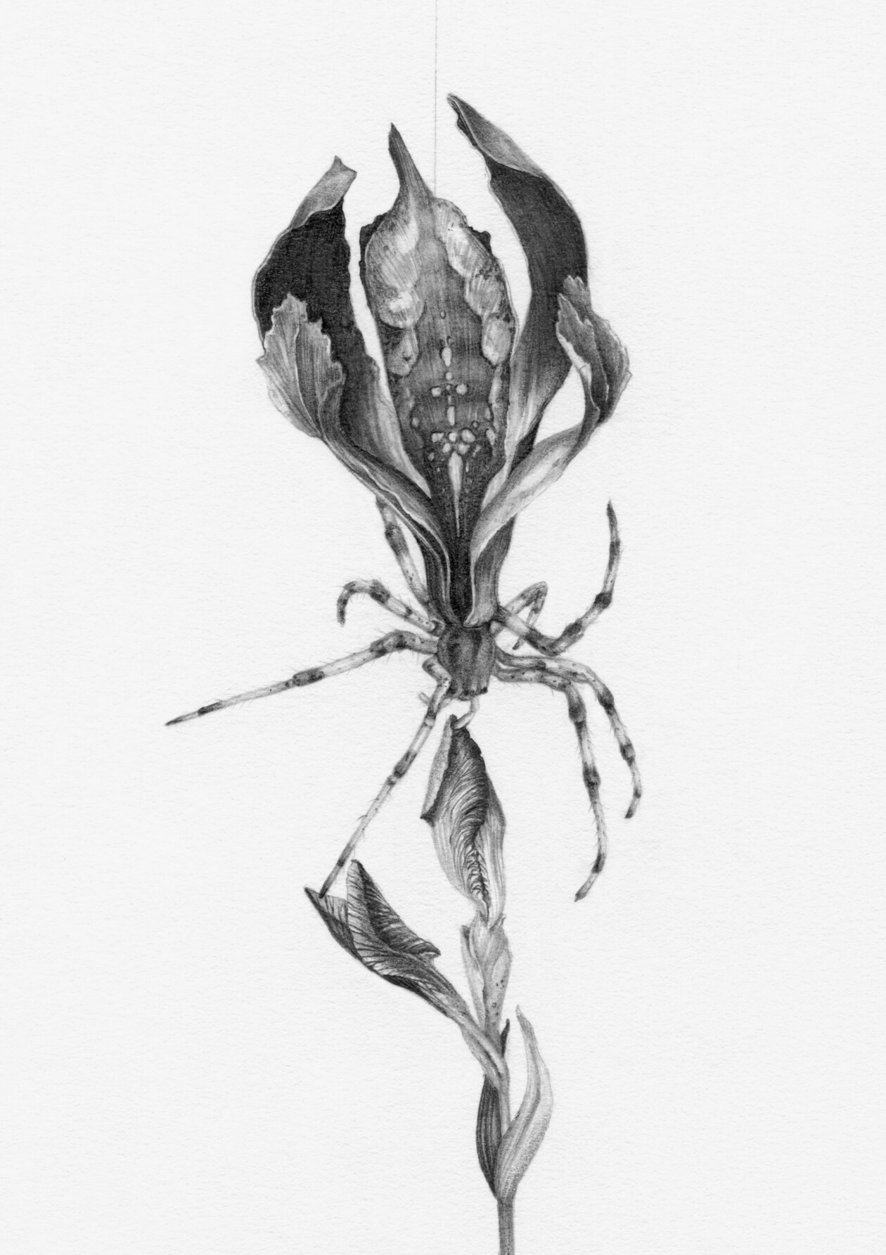 Oracle Deck Illustrations By Christina Mrozik (2)