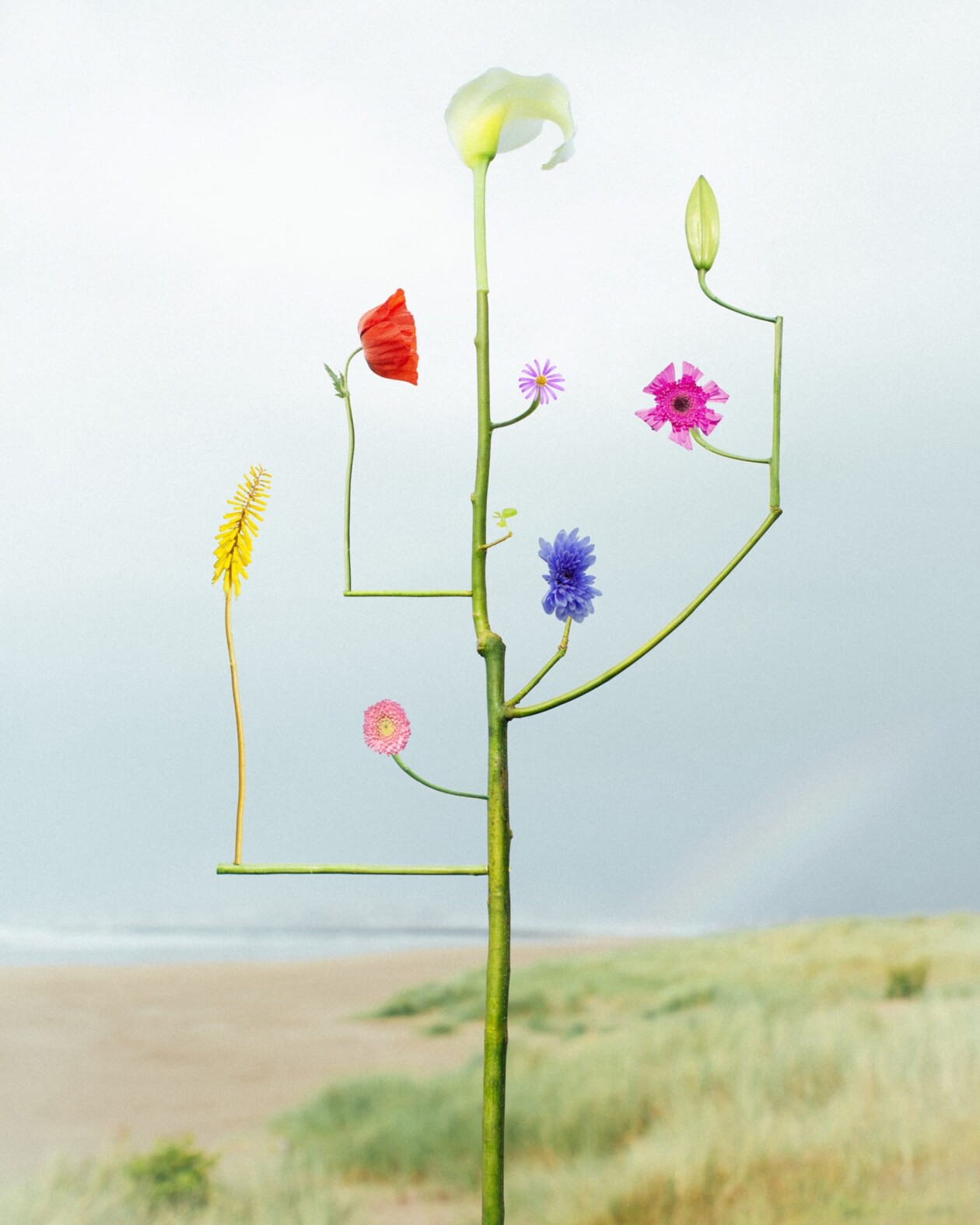 Jennifer Latour's Botanical Sculptures (5)