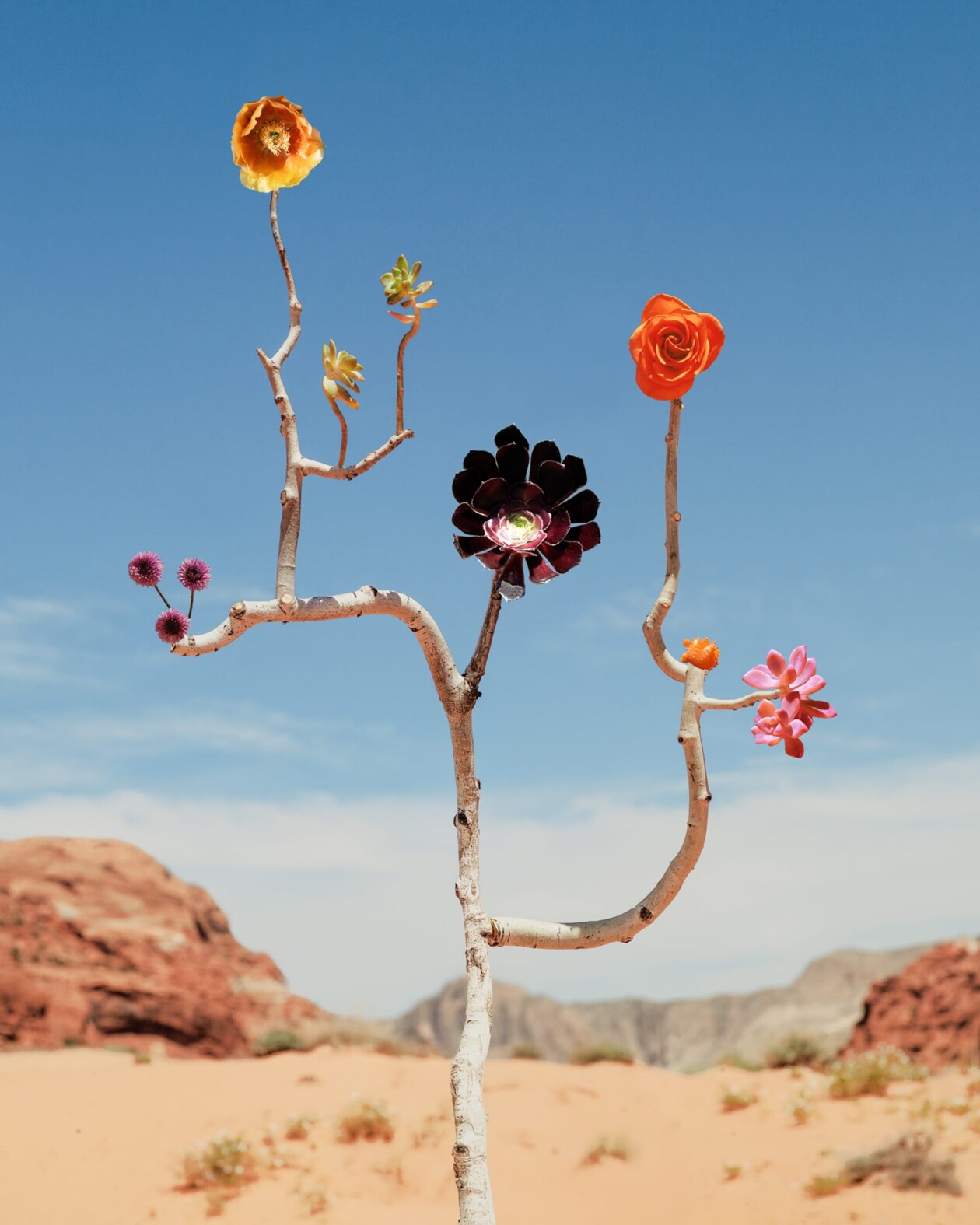 Jennifer Latour's Botanical Sculptures (9)