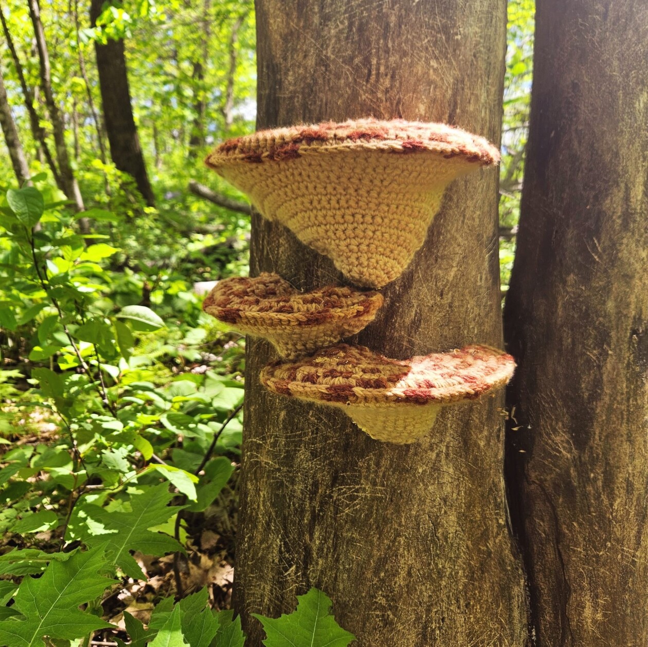 Lydia Hansen Crocheted Fungi Hunt (4)